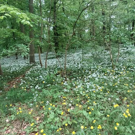 Friesenstee Mit Infrarotsauna Lejlighed *